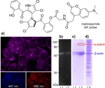 Figure 4. Application of the IAF approach to elucidate the targeting of  actin by marinopyrrole A