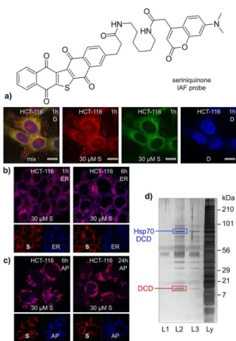 Figure 5. Application of the IAF approach to elucidate the targeting of  dermcidin (DCD) by seriniquinone