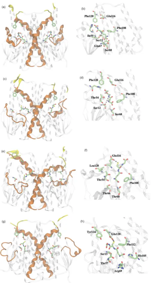 Figure 6. Conformational changes involving helices H2, H4 and the C-terminal region of AgGSTE variants during MD simulations