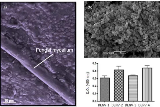 Figure 3. Nanosystems for treatment of dengue: (a) SEM micrograph of silver NPs adsorbed on fungal mycelial filaments of C