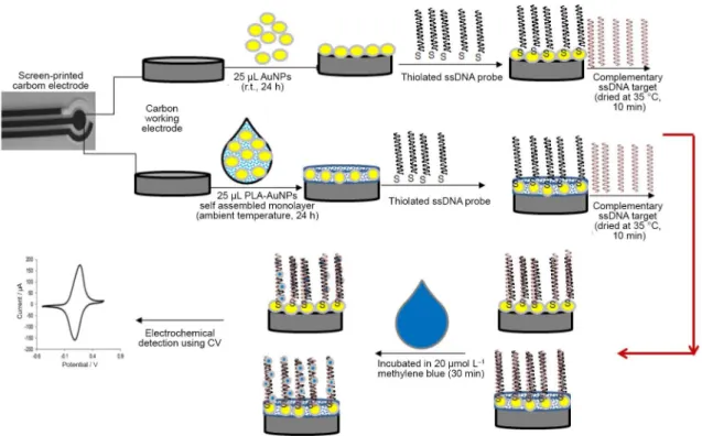 Figure 8 indicates representative CV peak current  obtained at PLA-AuNPs and AuNPs modified SPCE coated  with the same probe DNA concentration and complementary  target DNA