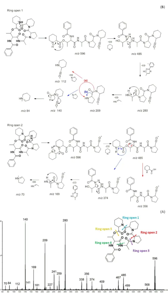 Figure 4. (A) Product ion of [M + H] +  at m/z 596 and possibilities of ring opening; (B) fragmentation proposal for compound 1.
