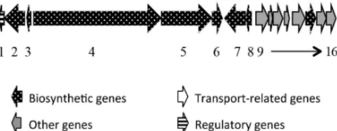 Figure 4. The organization of antimycins gene cluster in Streptomyces  wadayamensis A23.