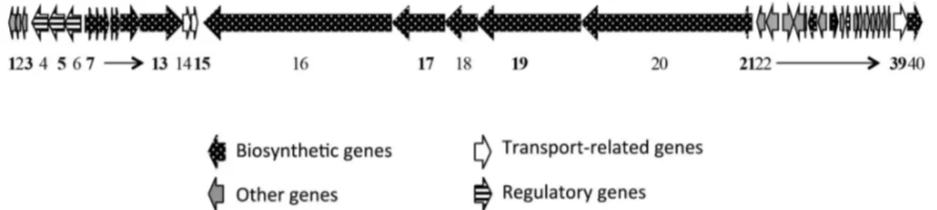 Figure 7. Candicidin gene cluster organization in the endophytic Streptomyces wadayamensis.