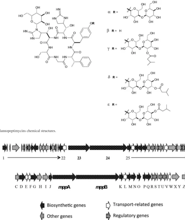 Figure 9. Mannopeptimycins chemical structures.