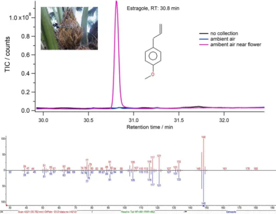 Figure 3. GC-MS total ion chromatogram (TIC) showing the peak for estragole (RT: 30.8 min) from a thermal desorption tube samples including with no air sample  collection, with an ambient sample collection at the top of the flux tower, and an ambient air c