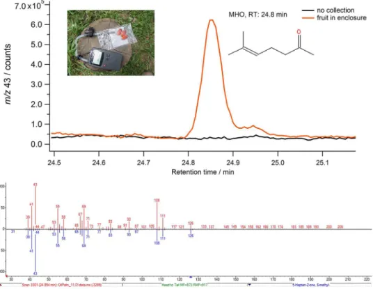 Figure 4. GC-MS selected ion chromatogram (m/z 43) showing the peak for MHO (RT: 24.8 min) from two thermal desorption tube samples including  with no air sample collection and an enclosure air collection with three partially damaged oil palm fruits placed
