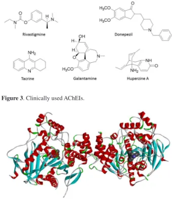 Figure 4. Structure of human AChE complexed with huperzine A. PDB  code 4EY5. 19
