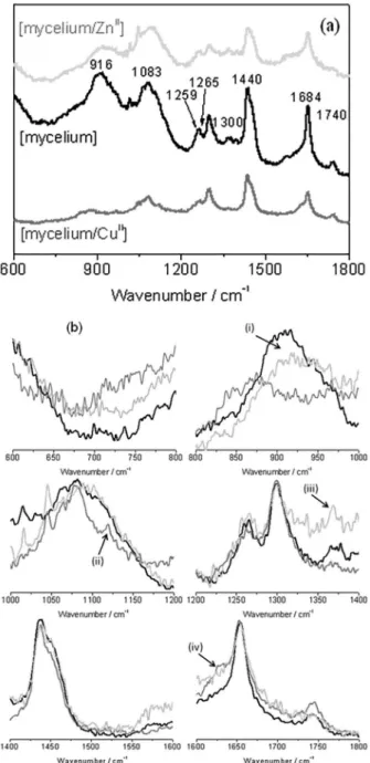 Figure 3. In (a) [mycelium] and [mycelium/metal ion] Raman spectra. In  (b) composite figure of [mycelium] and [mycelium/metal ion] enlarged  spectra
