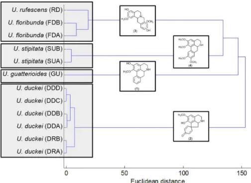 Figure 3. Dendrogram of HCA and the tentatively identified substances through fragmentation analysis.