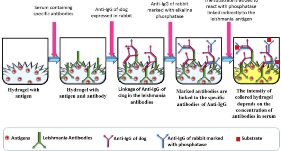 Figure 2. Schematic illustration of the enzyme-linked immunosorbent assay (ELISA) used with hydrogel samples.