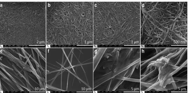 Figure 3. All the images were obtained using the SEM - Quanta-FEG-650. Images (a) and (b) refer to the hydrogel of Fmoc-FF structured in water, and  images (c) and (d) are correlated to the same hydrogel in water structured with antigens