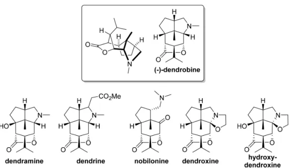 Figure 4. The dendrobine family of sesquiterpenoid alkaloid NPs.