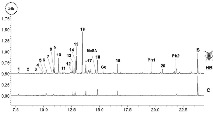 Figure 1. Comparisons of the chromatograms of Ilex paraguariensis extracts (24 h) treated with the herbivory of Hedypathes betulinus (HB) and control  plants (C)