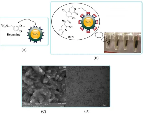 Figure 1. Schematic modification, separation ability, morphology and size of the engineered MNPs