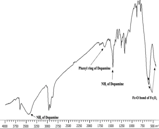 Figure 2. FTIR spectra of Fe 3 O 4 -DPA NPs. Absorption at 1630 cm −1  clearly indicates the aromatic structure of dopamine modify Fe 3 O 4 .