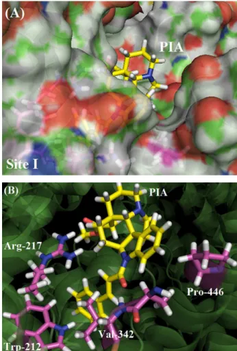 Figure 7A represents the molecular surface of BSA for  the PIA pose with the best docking score
