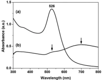 Figure 1. UV-Vis absorption spectra of the AuNP colloid (a) and of the  AuNP film (b).