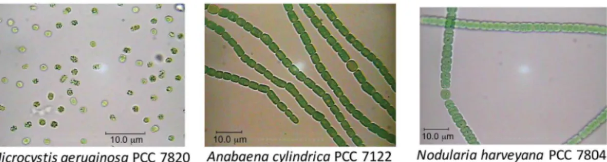 Figure 1. Optical microscope images (100×) of the cyanobacteria Microcystis aeruginosa PCC 7820, Anabaena cylindrica PCC 7122 and Nodularia  harveyana PCC 7804.