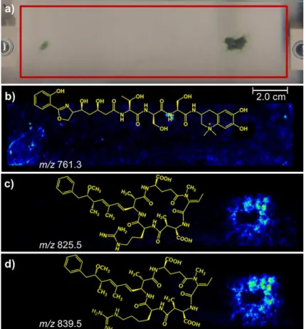 Figure 9. MALDI-IMS of colonies of N. harveyana PCC 7804 and A. Cylindrica PCC 7122. (a) The scanned area is highlighted via a red rectangle and images  for (b) the siderophore anachelin (m/z 761); (c) the cyclic peptide nodularin-R (m/z 825) and (d) the c