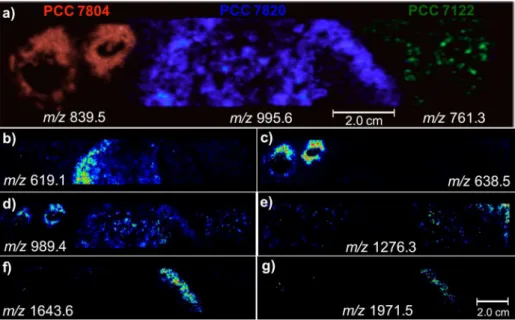 Figure 10. MALDI-IMS images for three cyanobacteria species N. harveyana PCC 7804, M. aeruginosa PCC 7820 and A