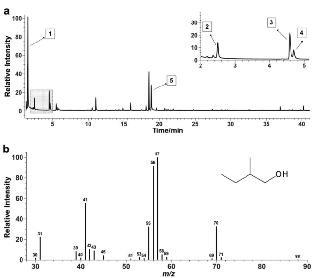 Figure 2. Total ion chromatogram of a sample of the fermentative liquid headspace (a) and mass spectrum of the 2-methyl-butanol compound (b).