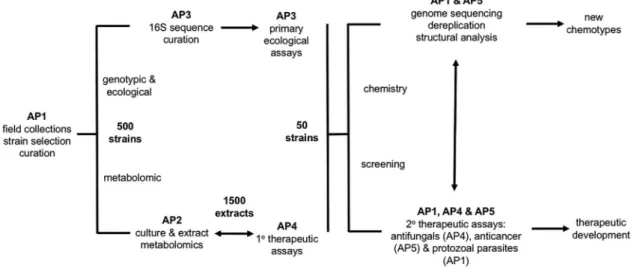 Figure 1. ICBG work flow and roles for each Associate Program (AP). Projects progress from left to right, from field collection in Brazil through molecular  discovery and possible therapeutic development