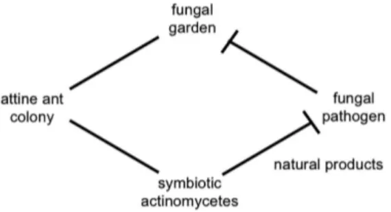 Figure 2. Interactions in the quadripartite symbiosis of fungus-farming ant  colonies