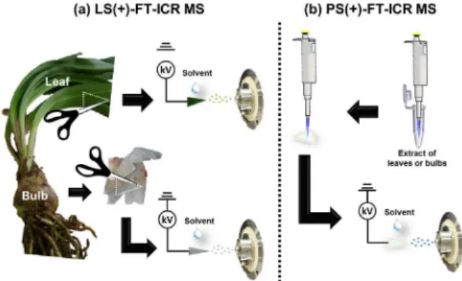 Figure 1. Scheme of (a) LS(+)-FT-ICR MS and (b) PS(+)-FT-ICR MS  analyzes.