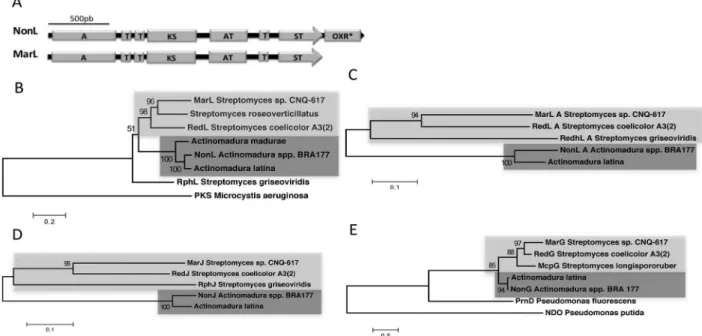Figure 5. Prodiginine synthetases phylogenetic analysis. (A) Scheme of Actinomadura spp