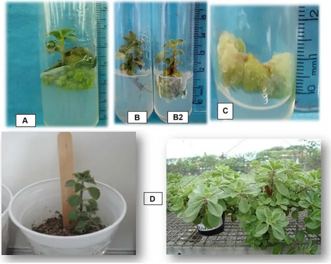 Figure 2. Morphological aspects of P. ornatus. (A) General appearance of shoots induced from nodal segments cultivated in medium supplemented with  BAP and no NAA, after 30 days of cultivation; (B) general appearance of shoots induced from nodal segments c
