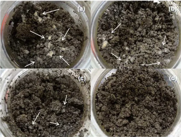 Figure 7. Interior of jars after 60 days of DMR experiments: (a) pristine cassava starch; (b) TPS; (c) Star/Vee-Chit 5.0%; (d) control.
