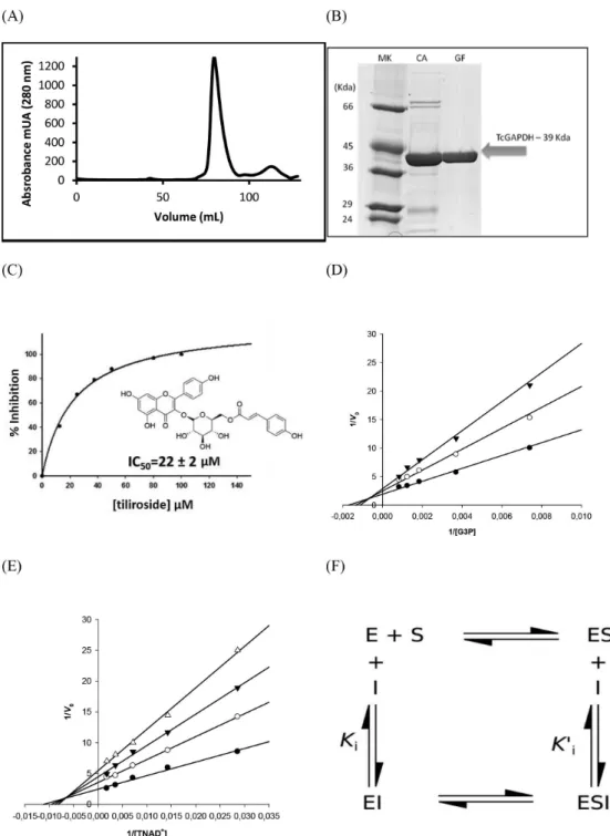 Figure 3. TcGAPDH biochemical investigation. Gel filtration chromatogram (A) and SDS-PAGE (10%) (B) of purified recombinant TcGAPDH (MK 