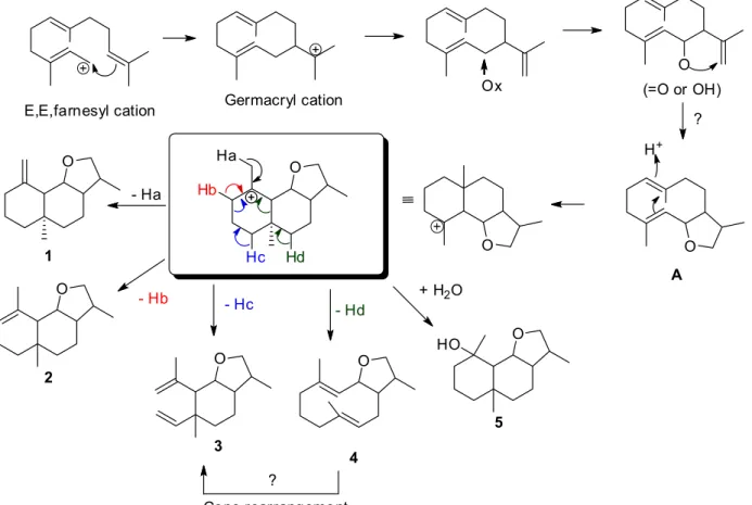 Figure 3. Proposed biosynthetic pathway for compounds 1-5.