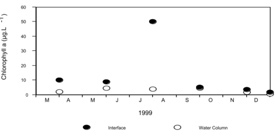 Fig. 6. Temporal variation of average chlorophyll a concentration throughout the water  column and water column-sediment interface