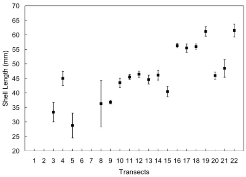 Fig. 5. Shell length of Mesodesma mactroides on each transect along Monte Hermoso beach (Mean 