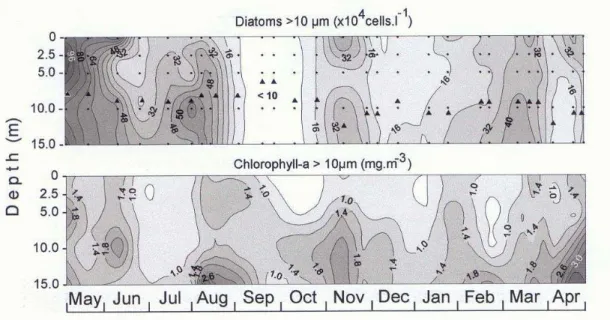 Fig. 4. Vertical distributions of microplanktonic diatoms and chlorophyll-a from May/1990 to April/1991 at  the sampling station off Paranaguá, Paraná, Brazil