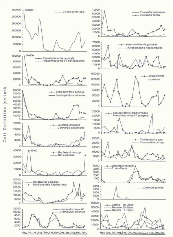 Fig. 7. Annual variation of most important diatom taxa from May/1990 to April/1991 in the sampling station