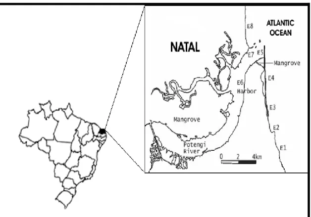 Fig. 1. Sampling sites in the coast of Natal – RN, Brazil. 