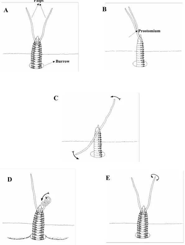 Fig. 1. Scolelepis sp. resting in the gallery (A - dorsal position), capturing food (B -D) and collecting suspended particles (E)