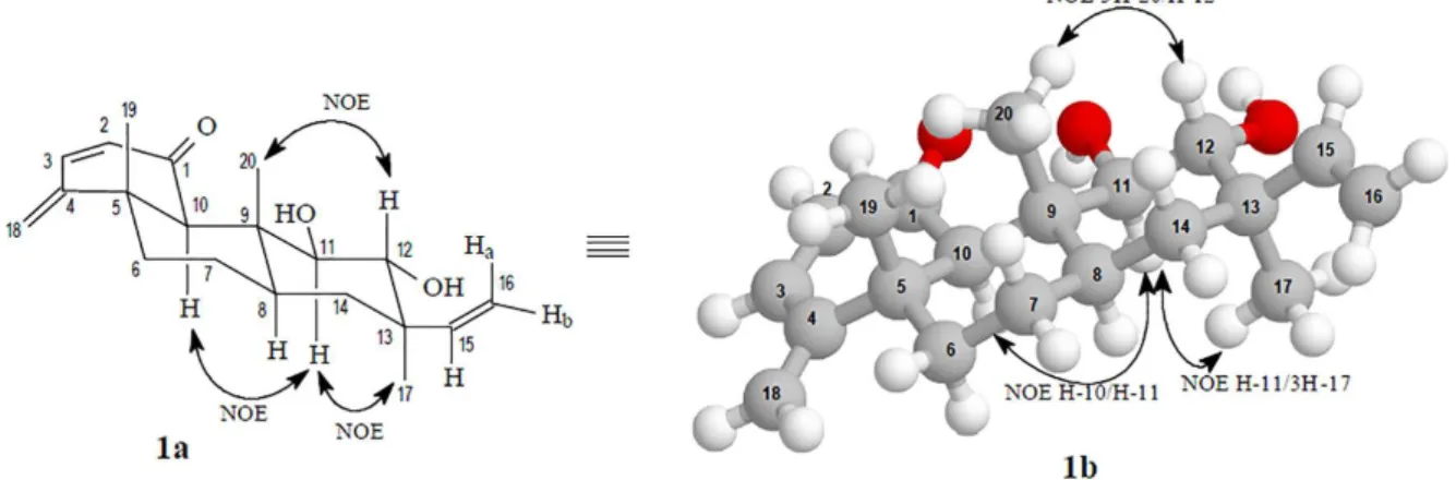 Figure 2. Nuclear Overhauser effect spectroscopy (NOESY) (↔) correlations for compounds 1.