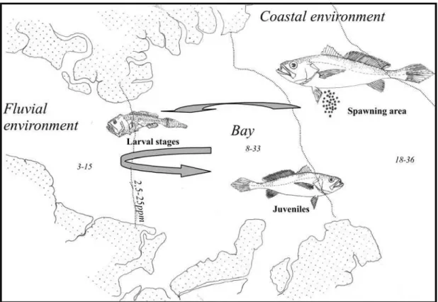 Fig. 8A.  Spatial distribution of Macrodon ancylodon.