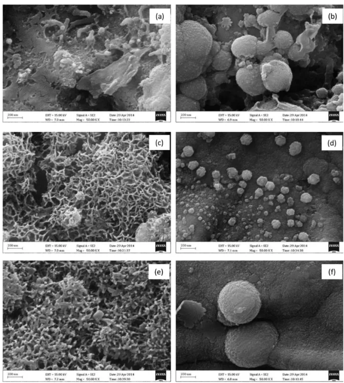 Figure 1. FE-SEM images of (a) M-g; (b) M-p; (c) MC-g; (d) MC-p; (e) MCA-g; (f) MCA-p.