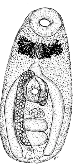 Fig. 7. Schematic drawing of the metacercaria of Opechona sp., ventral view. Scale = 50 µm