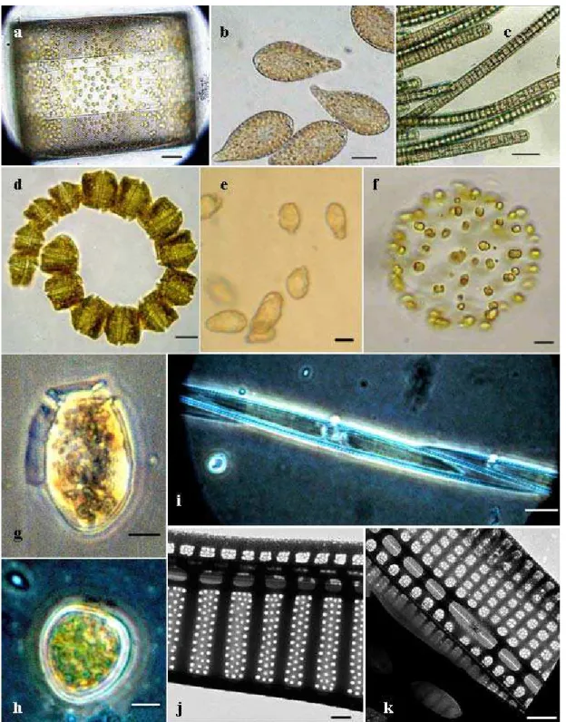 Fig. 5.  Light (a-i) and transmission electron micrographs (j-k) of harmful algae found in the Estuarine Complex of Paranaguá  (ECP), Brazil