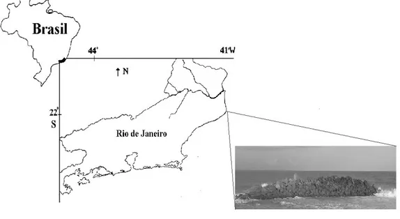 Fig. 1. Localization of the study area at the northern coast of Rio de Janeiro state on the Farol de São Tomé beach