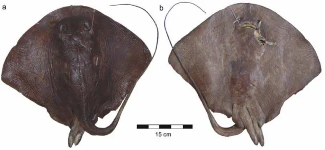 Fig. 1. Pteroplatytrygon violacea, male 420 mm DW: a) dorsal view and b) ventral view