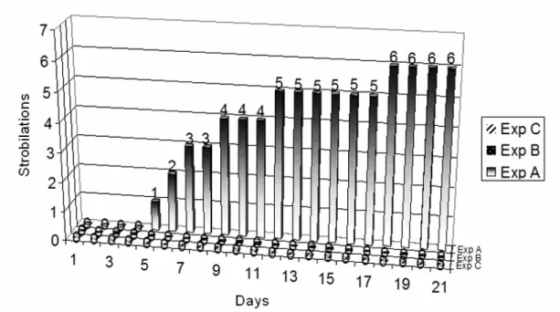 Fig. 1. Strobilation results in 21 days of experiment by group. Legends: Group A – sterile polystyrene dishes; Group B - sterile  polystyrene dishes, washed with water at 70ºC and Group C – Old dishes (previously used) and washed with HCL  (hydrochloric ac
