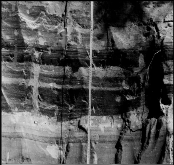 Fig. 7. Horizontal succession of layers constituted by quartzose sands intercalated with sands enriched by opaque and heavy  minerals