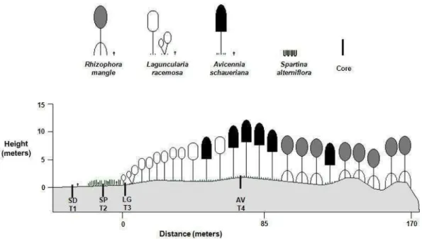 Fig.  2.  Location  of  sedimentation  units  and  cores  sampled  in  the  Baguaçu  study  area